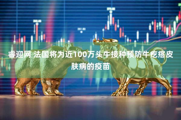 睿迎网 法国将为近100万头牛接种预防牛疙瘩皮肤病的疫苗